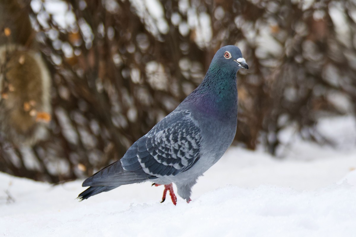 Rock Pigeon (Feral Pigeon) - ML533078801