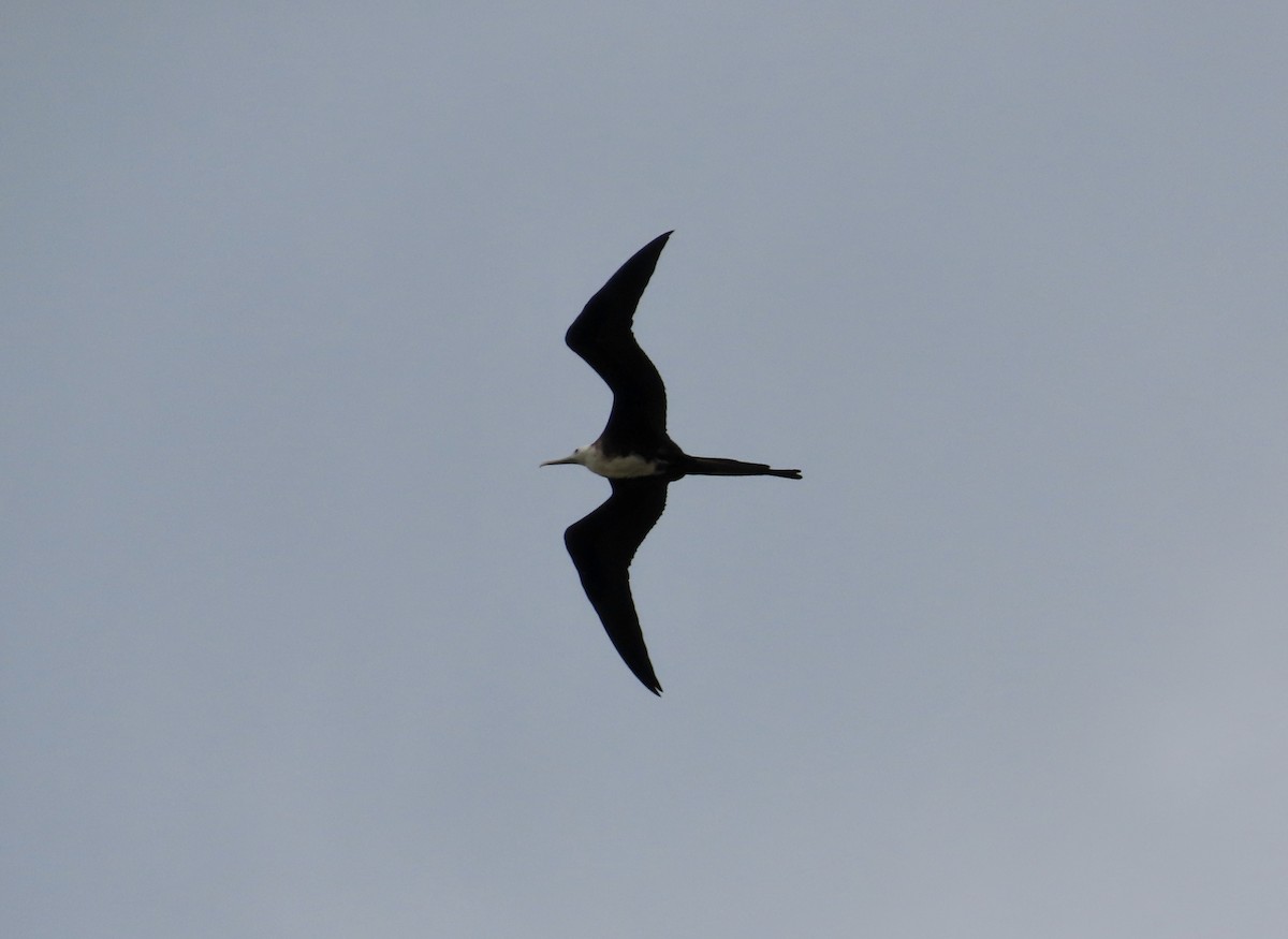 Magnificent Frigatebird - SusanaM Lorenzo