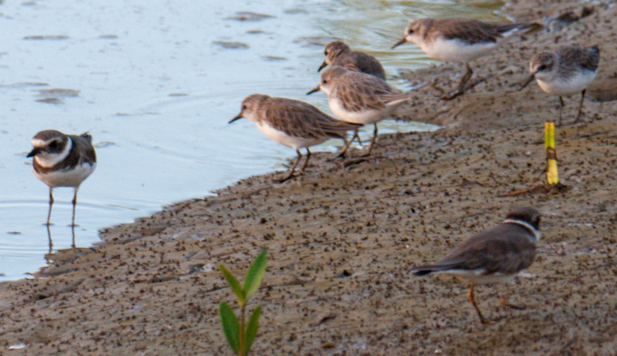 Semipalmated Sandpiper - ML533080751