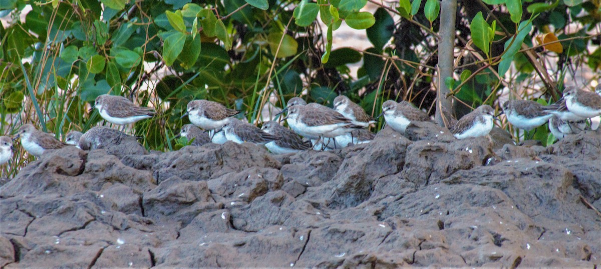 Semipalmated Sandpiper - Jeffrey McCrary