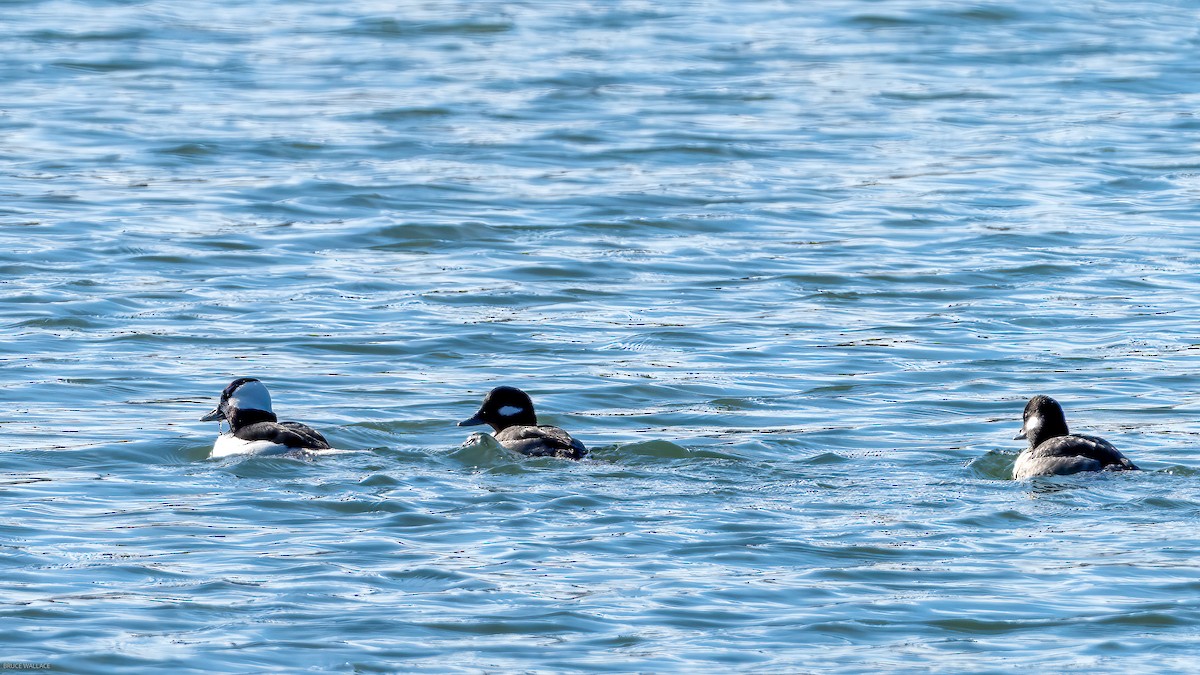 Bufflehead - ML533081531