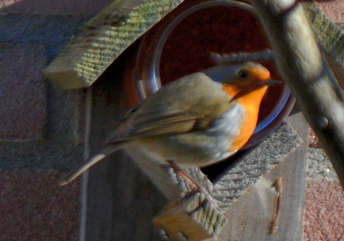 European Robin - ML533081621