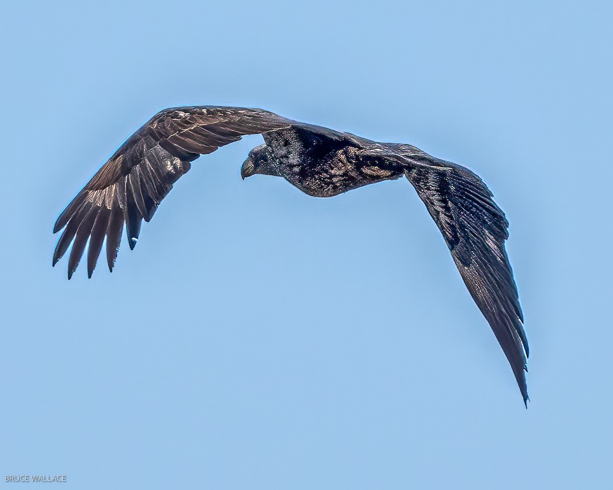Bald Eagle - ML533082251