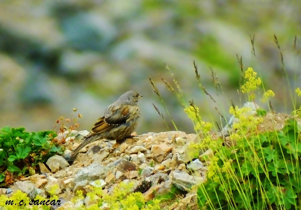 Alpine Accentor - ML533082811