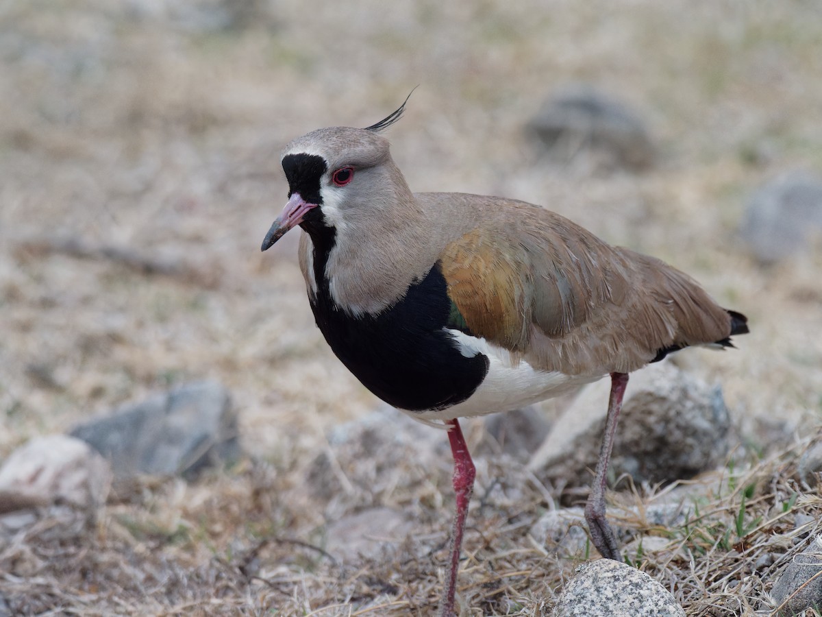 Southern Lapwing - ML533082911