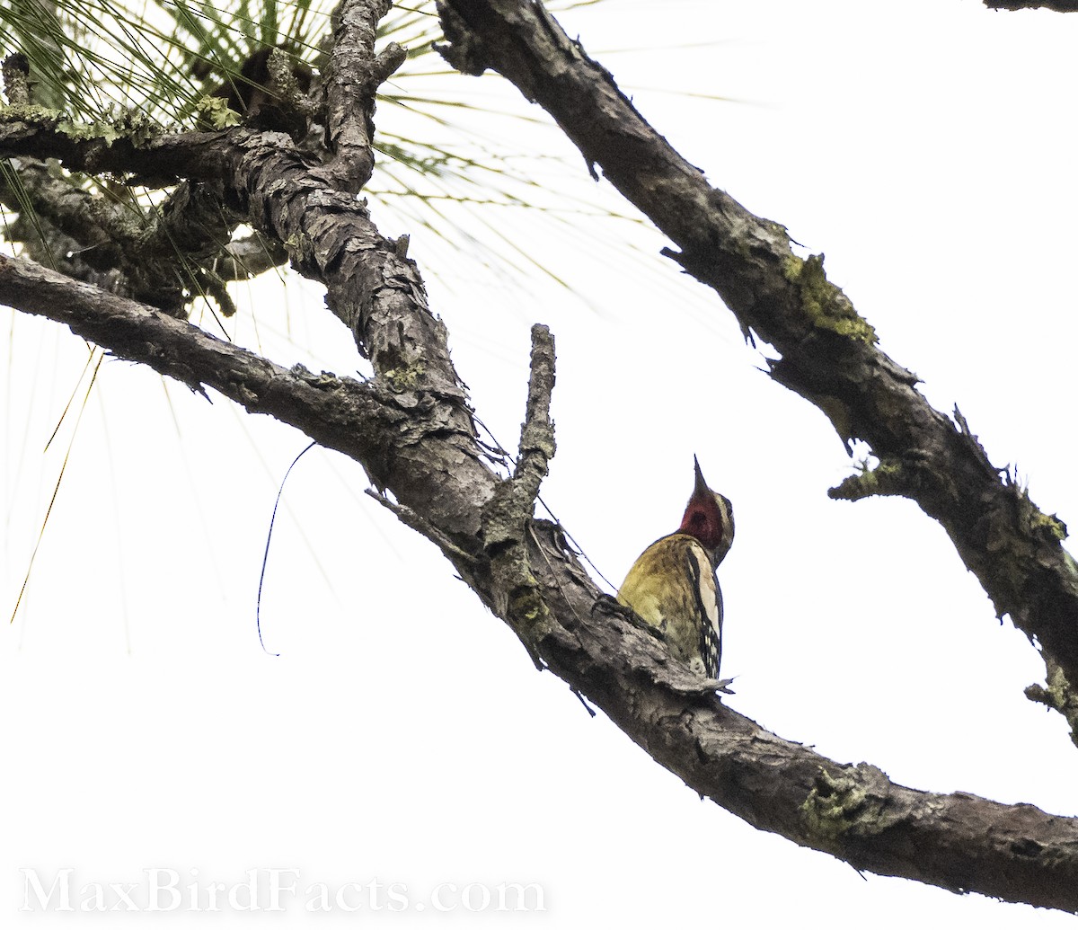 Yellow-bellied Sapsucker - Maxfield Weakley