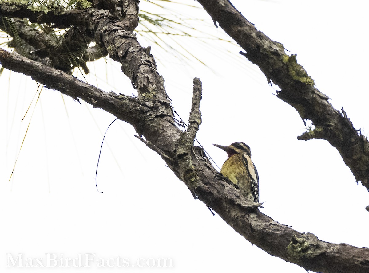 Yellow-bellied Sapsucker - Maxfield Weakley