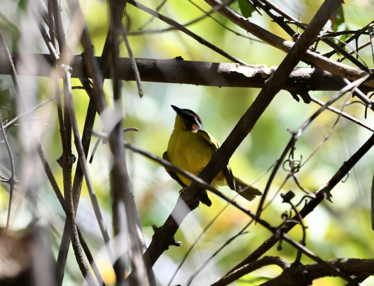 Chestnut-capped Warbler - ML533084431