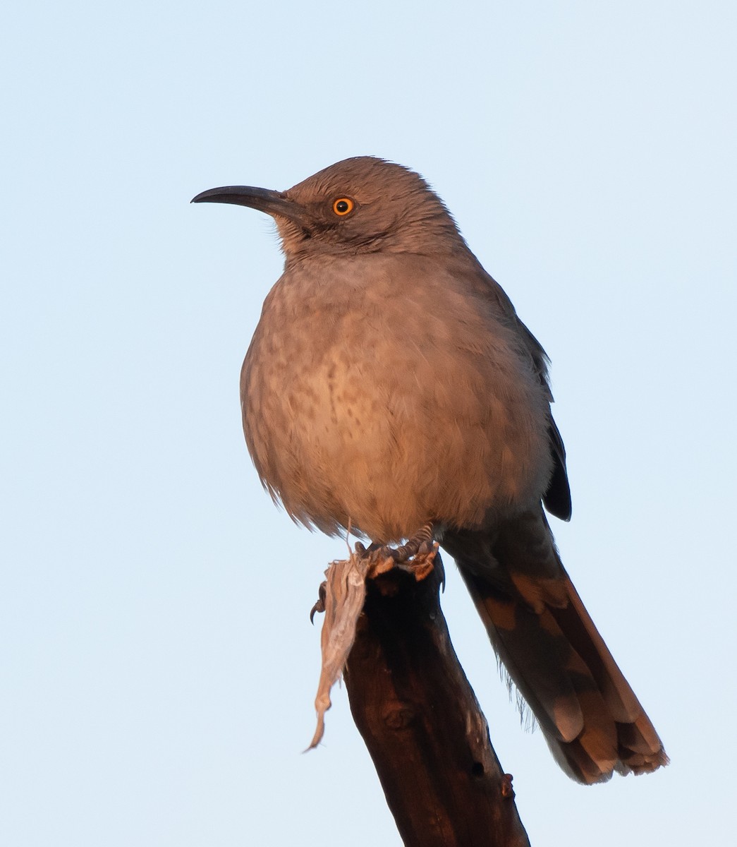 Curve-billed Thrasher (palmeri Group) - ML533084631