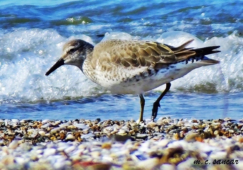 Red Knot - ML533085851