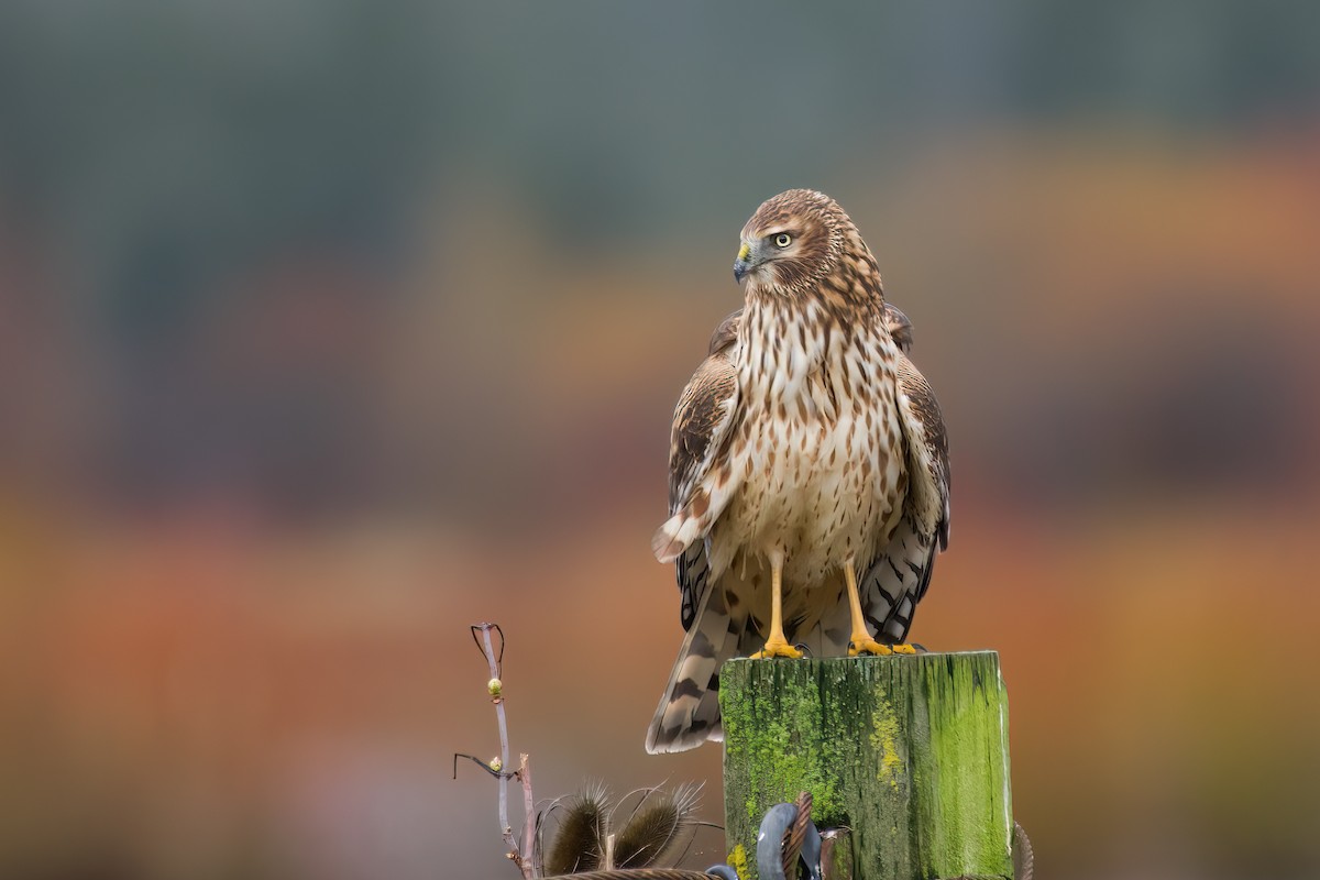 Northern Harrier - ML533086261