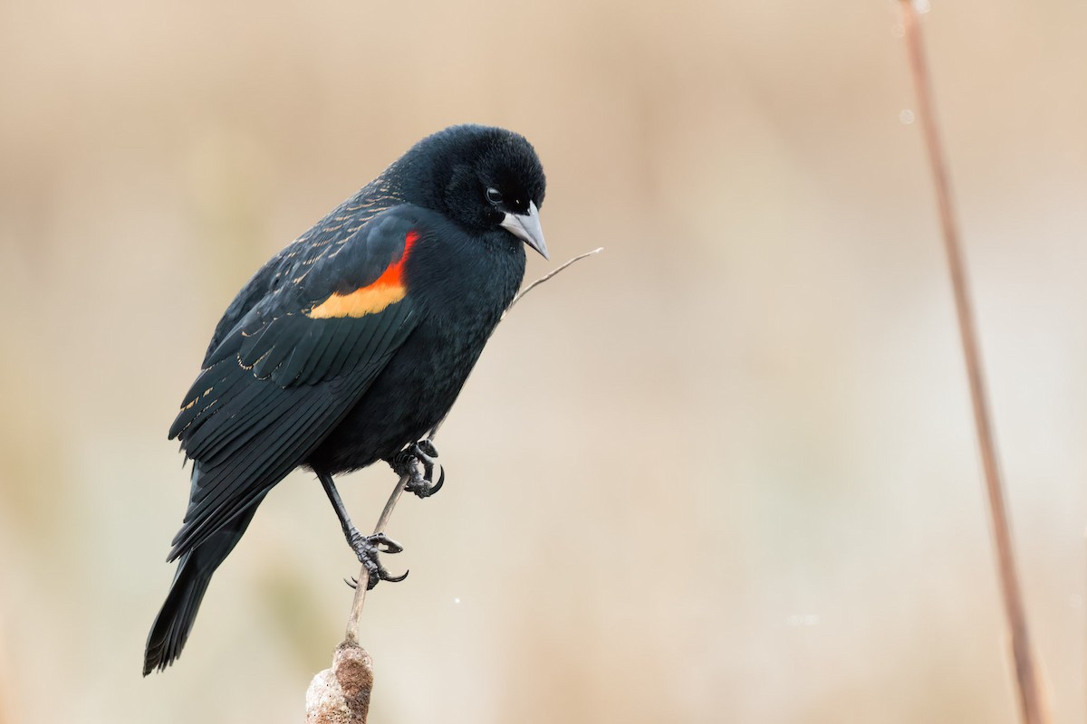 Red-winged Blackbird - ML533086861