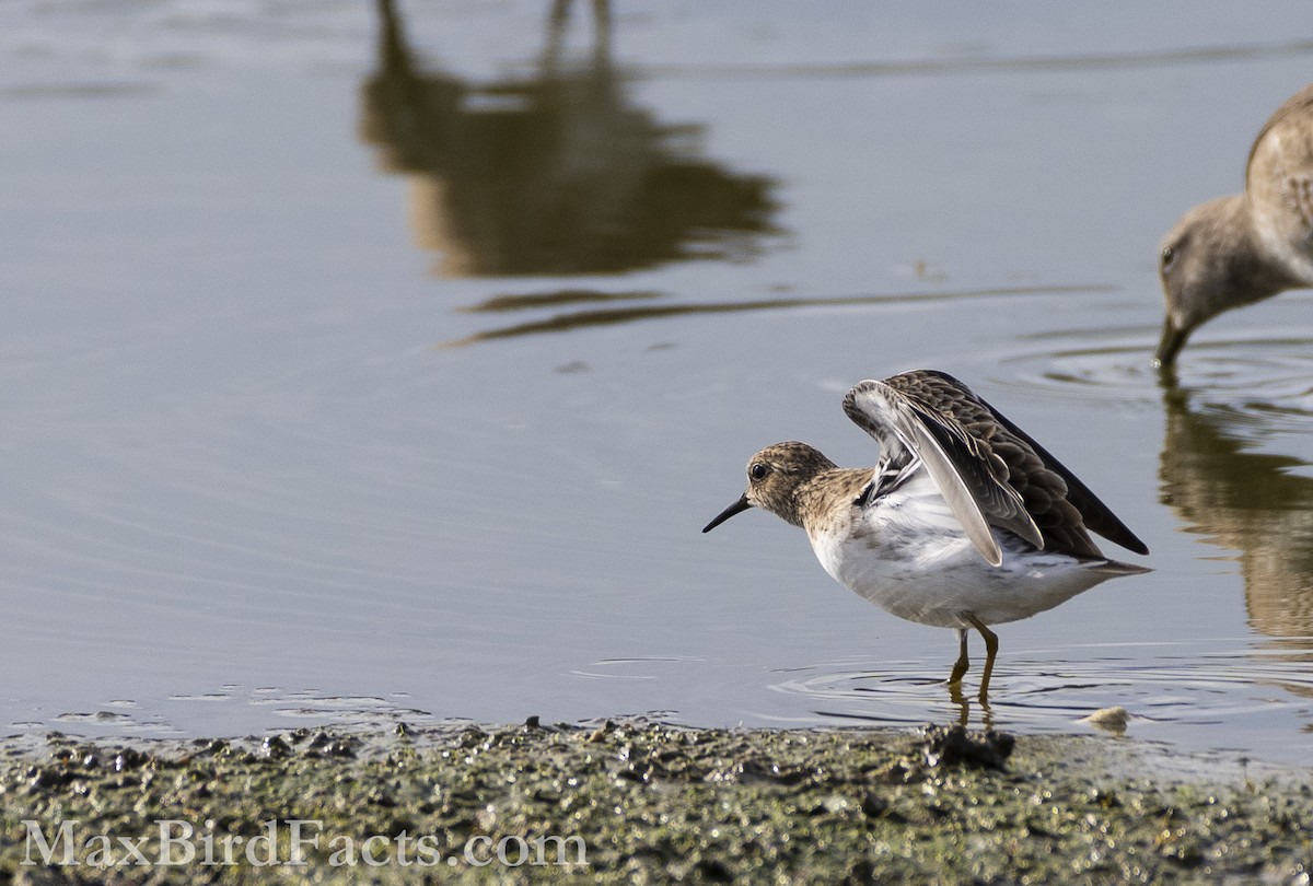 Least Sandpiper - Maxfield Weakley