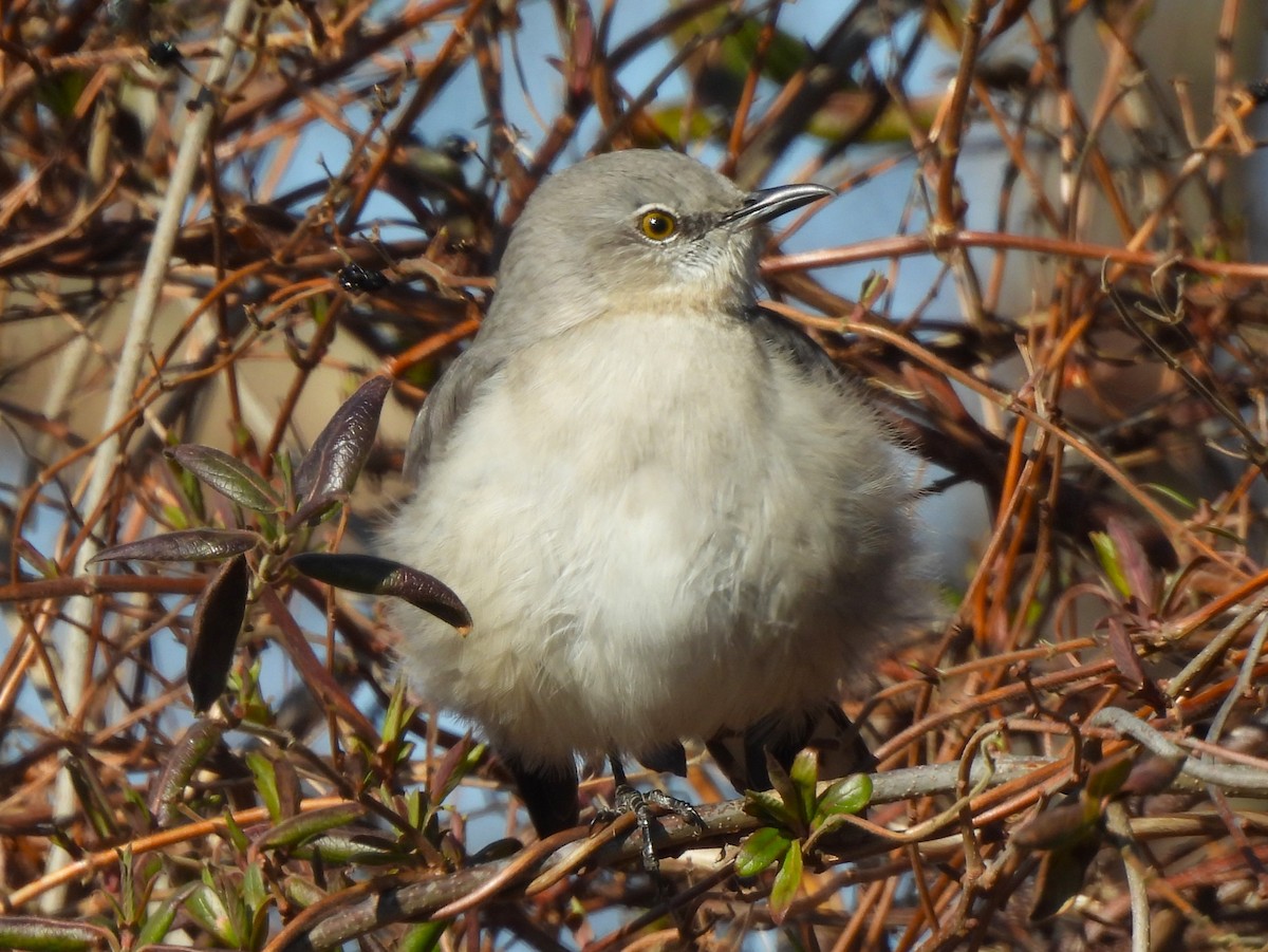 Northern Mockingbird - ML533087851