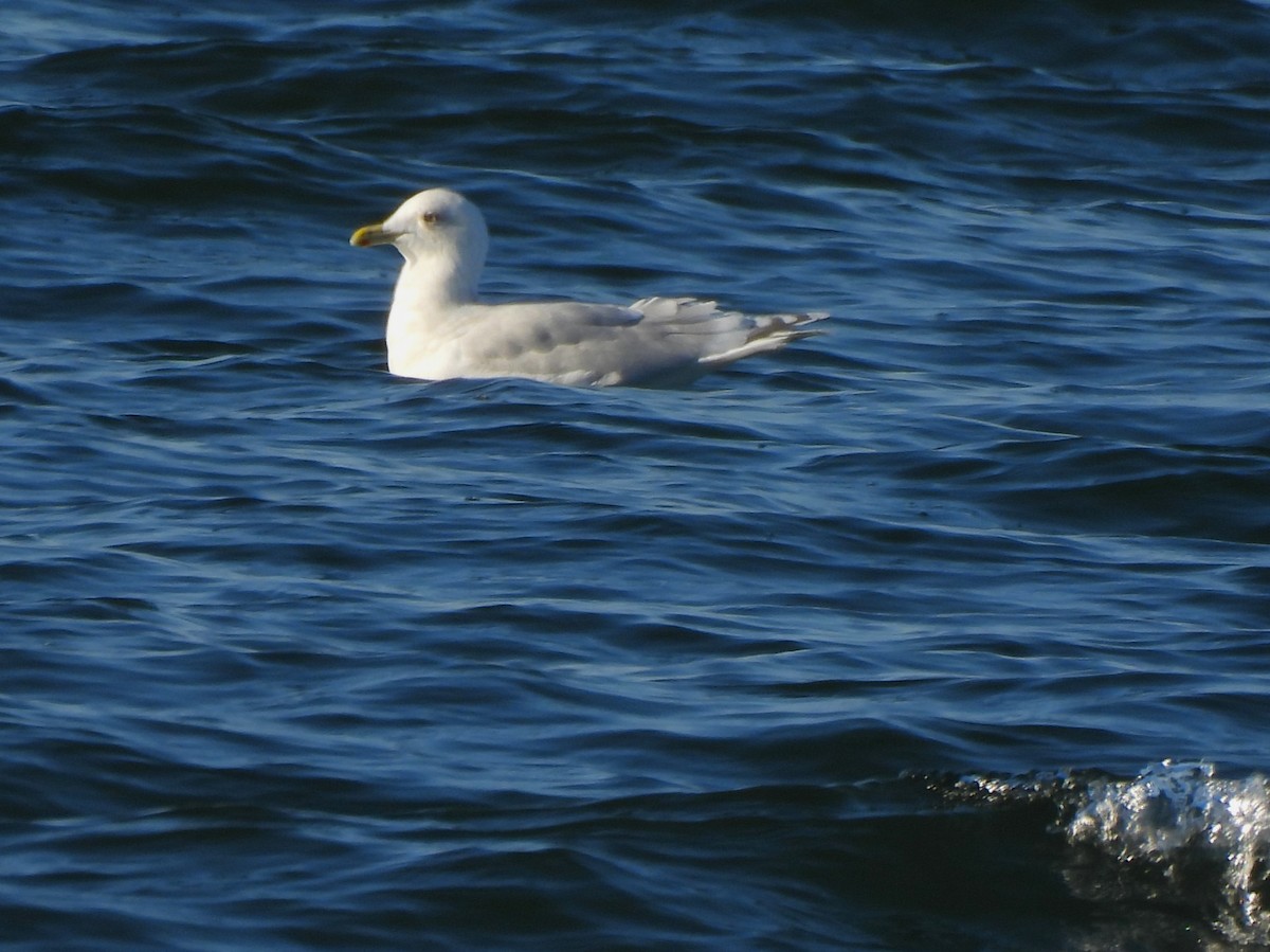 Iceland Gull - ML533088201