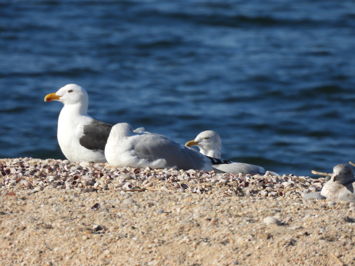 Great Black-backed Gull - Jennifer Wilson-Pines