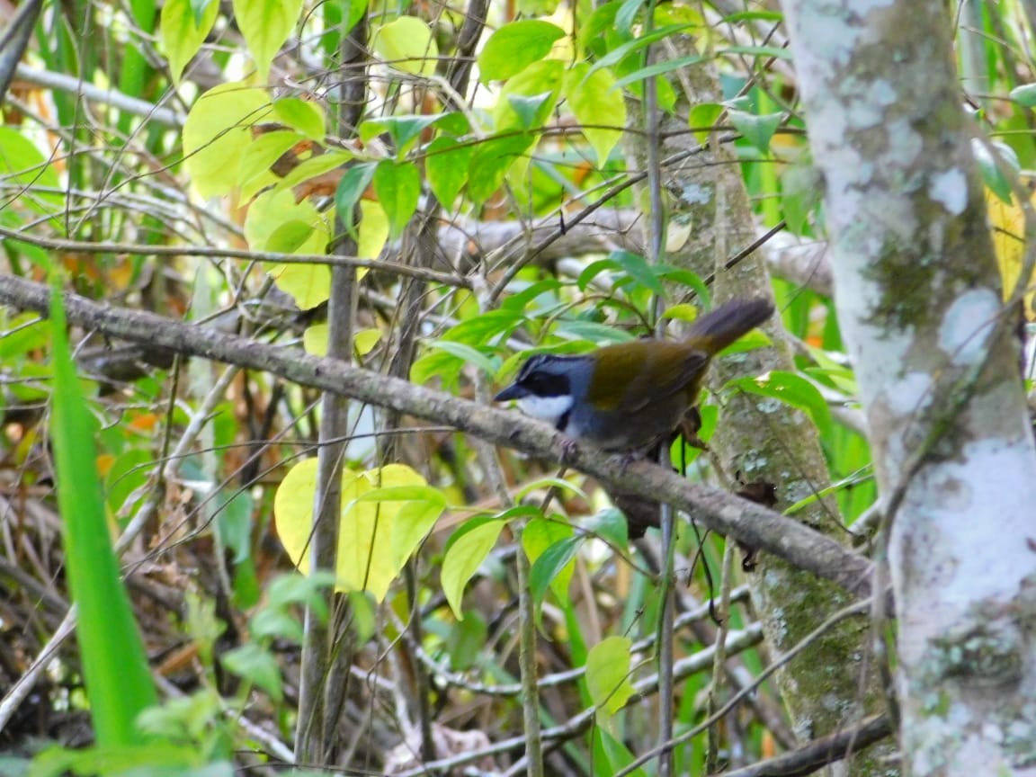 Perija Brushfinch - Jhojana Gomez Mora