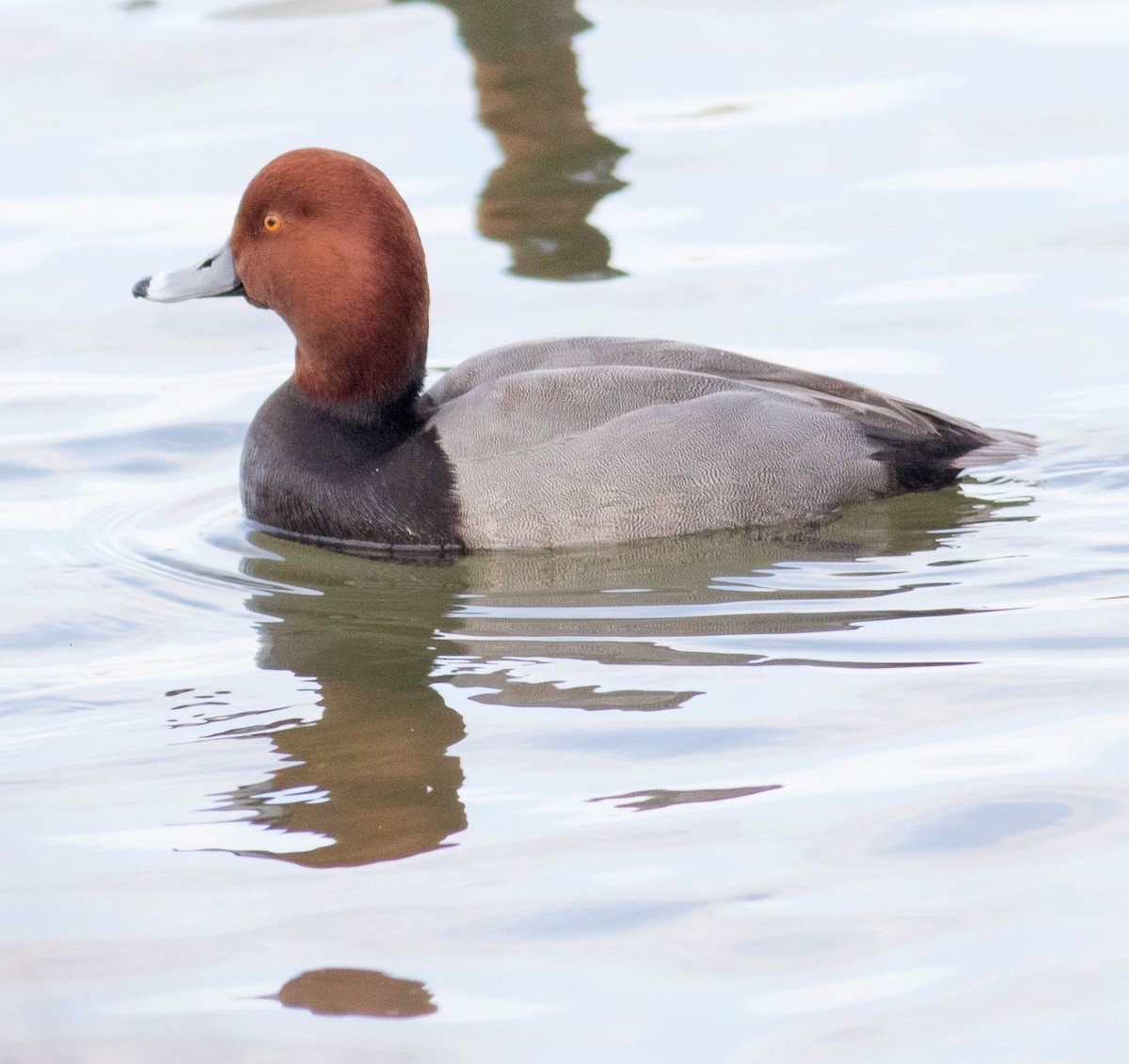 Redhead - ML533091291