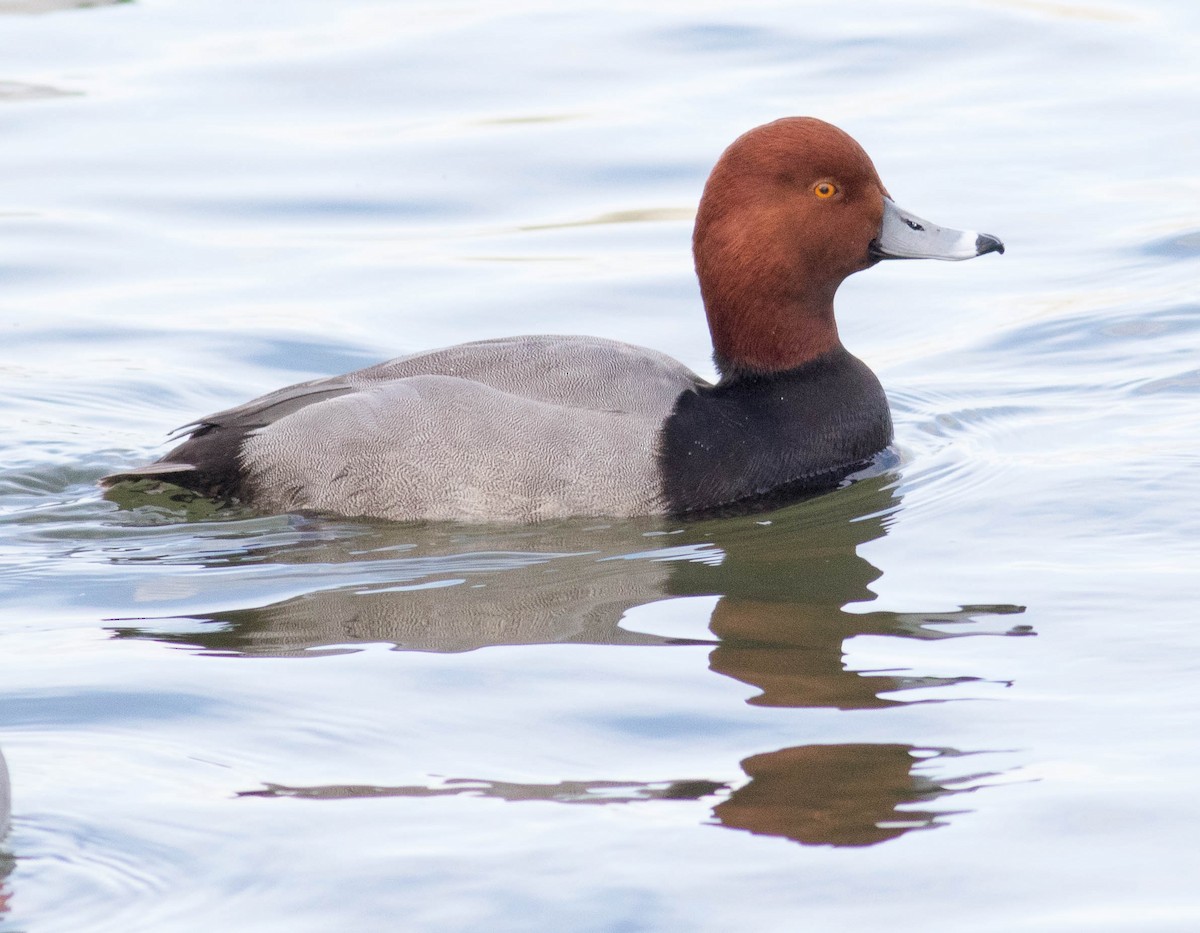 Redhead - ML533091301