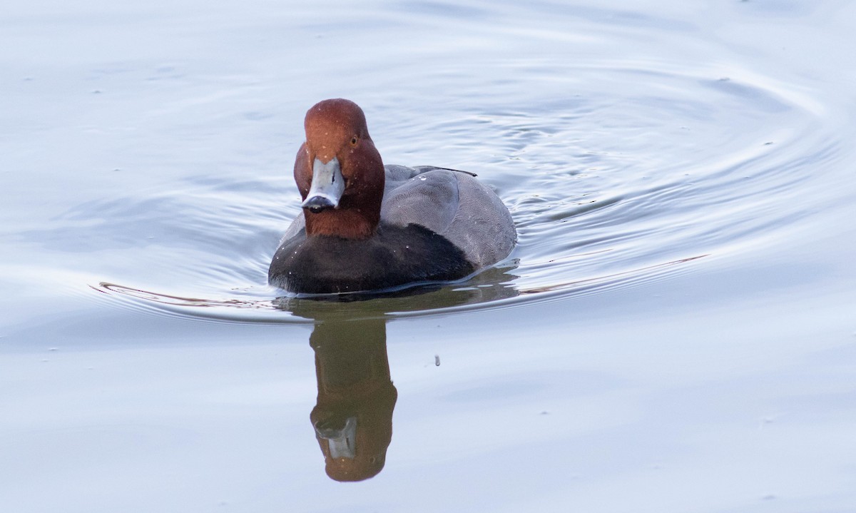 Redhead - ML533091341