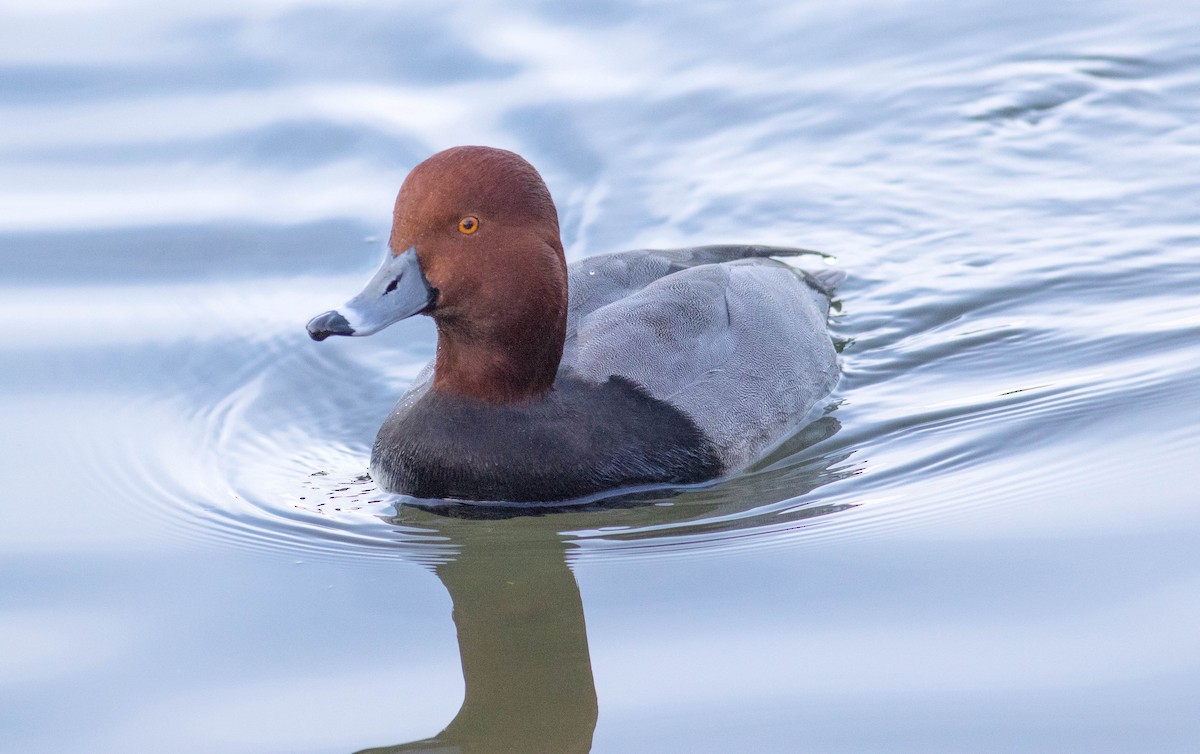 Redhead - ML533091361