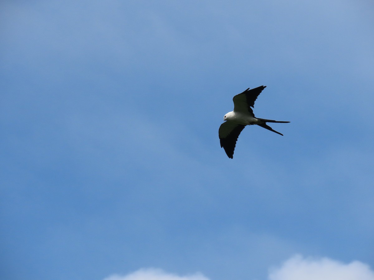 Swallow-tailed Kite - Andrew Pratt