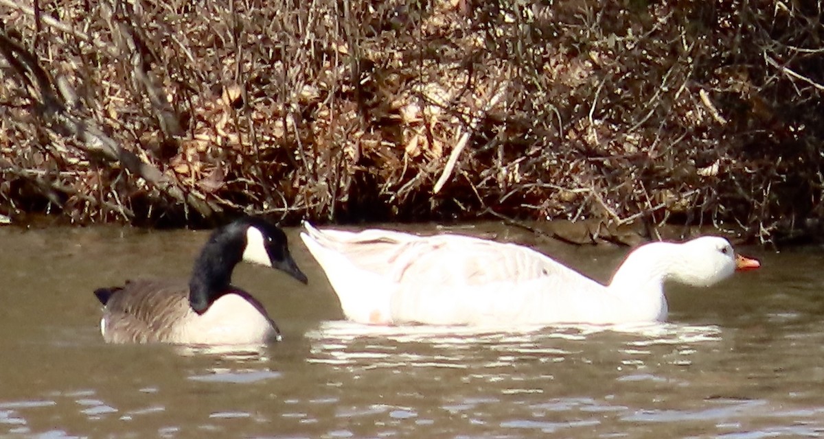 Canada Goose - ML533091651