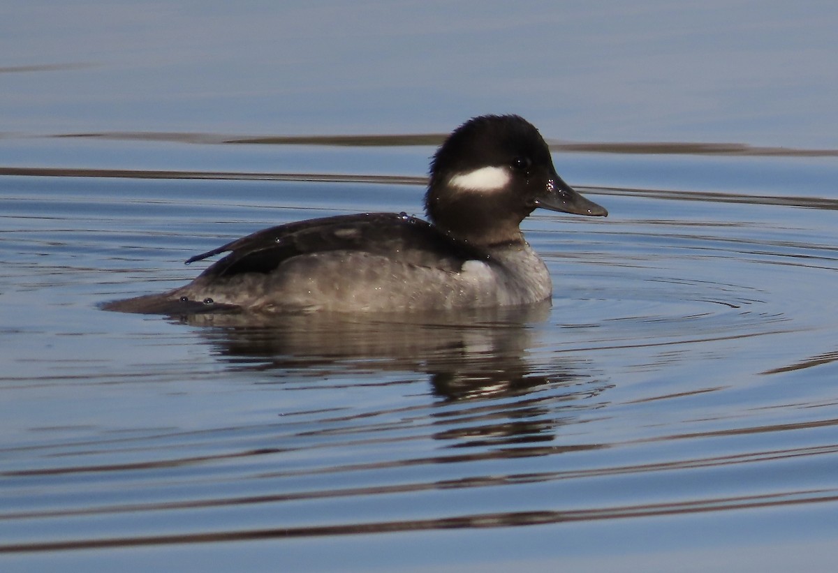 Bufflehead - ML533091871