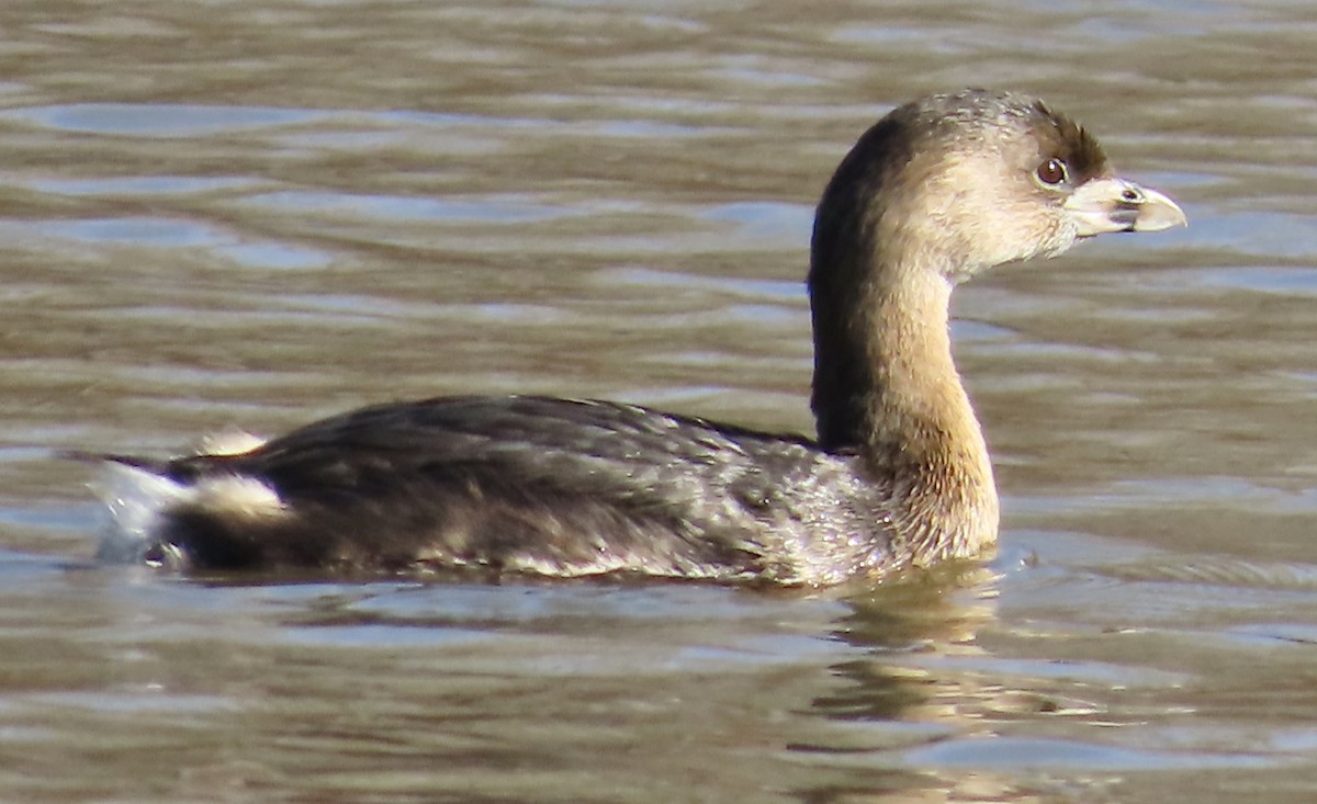 Pied-billed Grebe - ML533091881