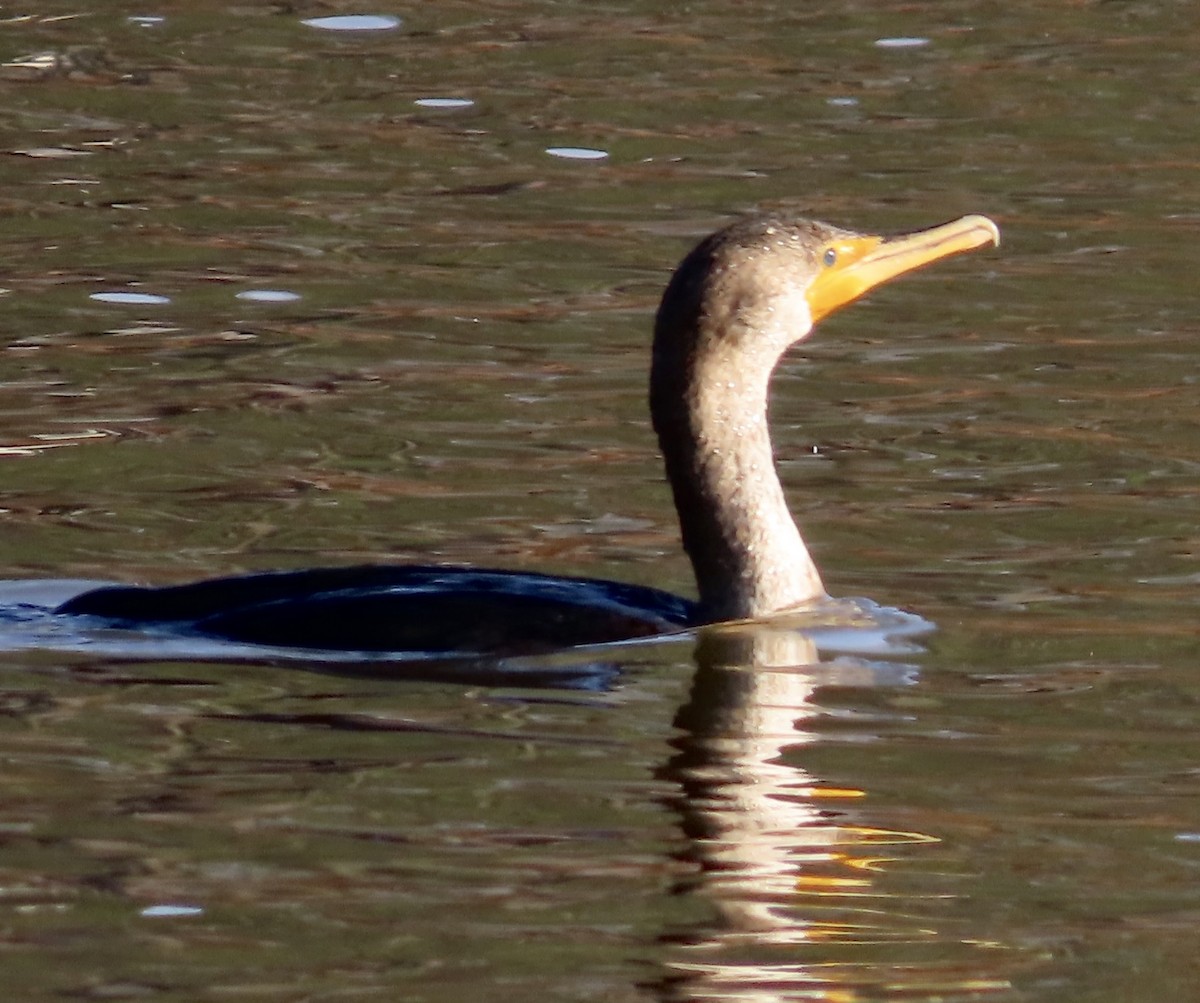 Double-crested Cormorant - ML533092021