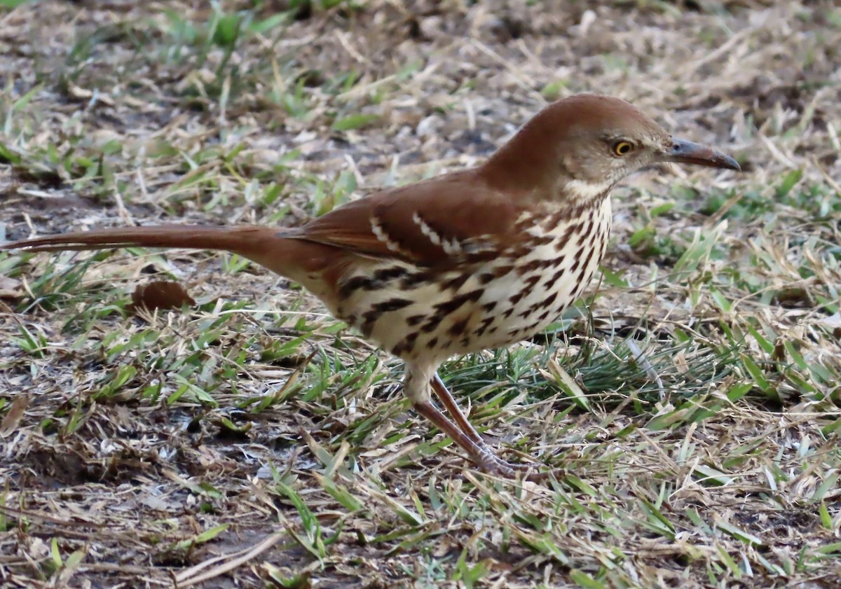 Brown Thrasher - ML533092171