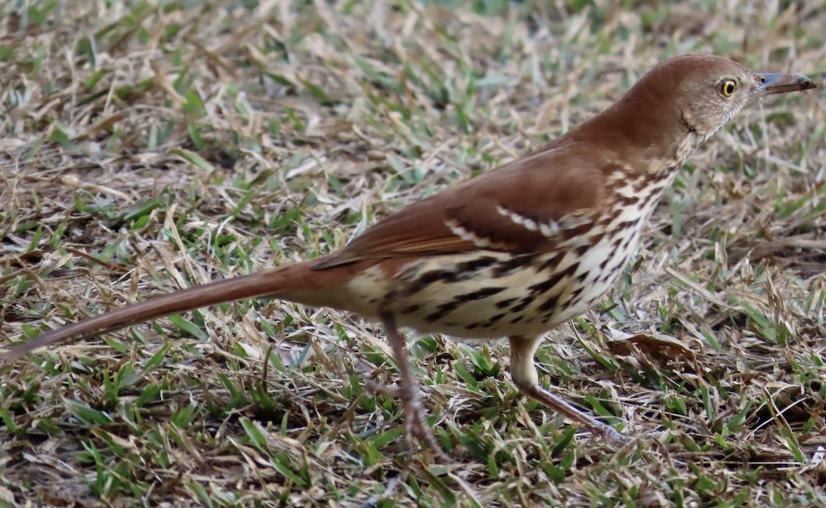 Brown Thrasher - ML533092181