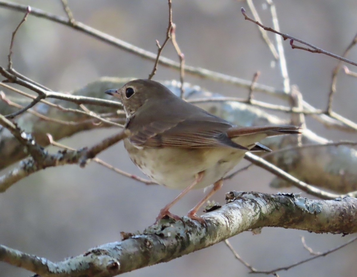 Hermit Thrush - ML533092331