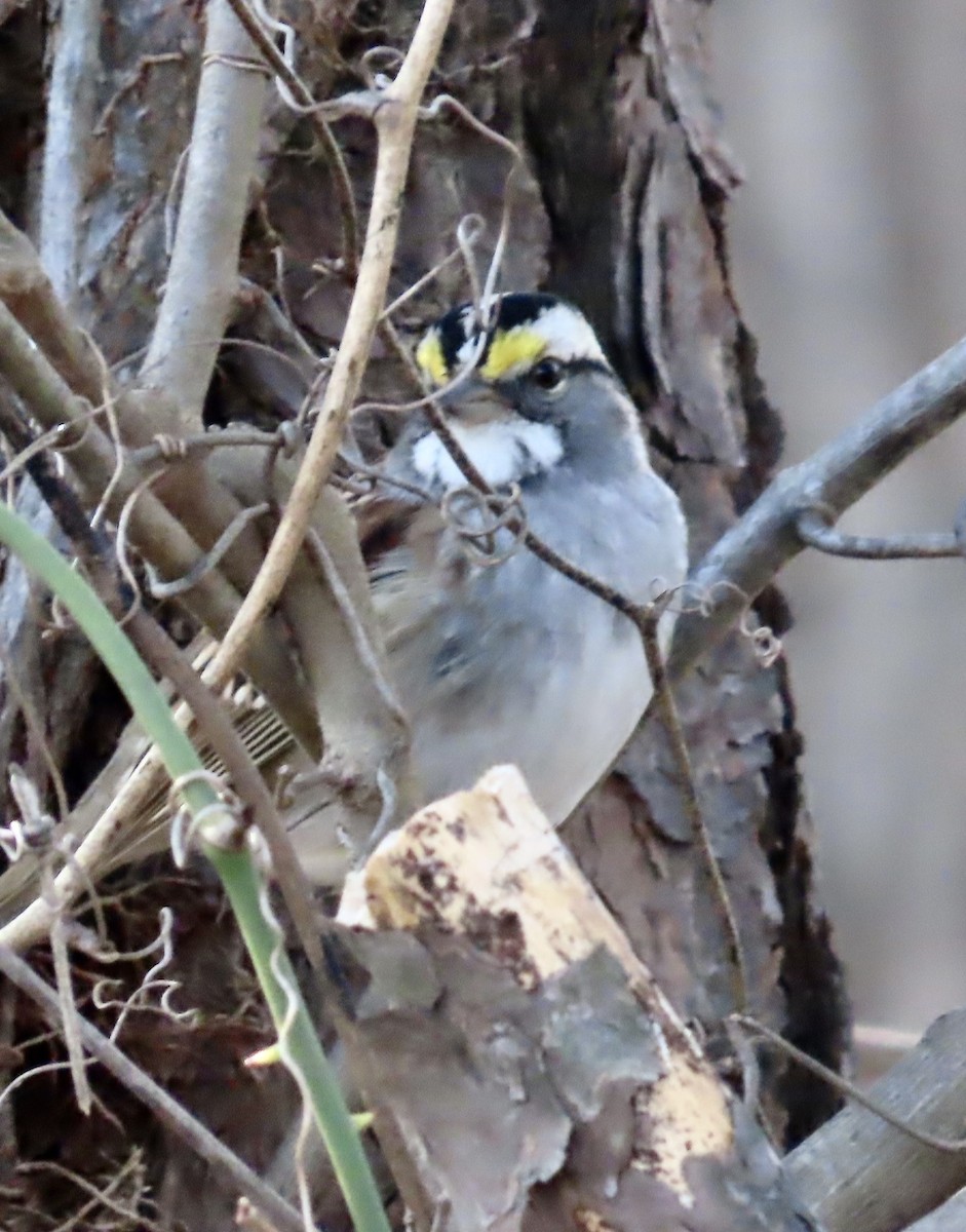 White-throated Sparrow - ML533092411