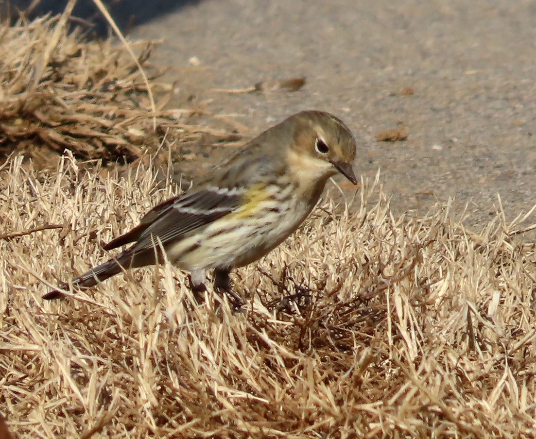 Yellow-rumped Warbler - Lawrence Zoller