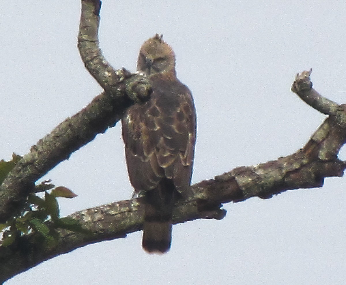 Changeable Hawk-Eagle (Crested) - ML533092811