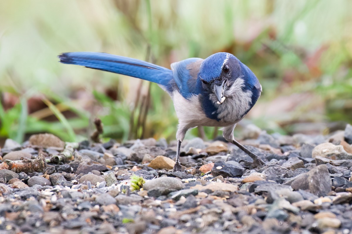 California Scrub-Jay - ML533092921