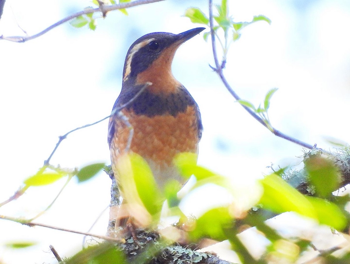 Varied Thrush - ML533093061