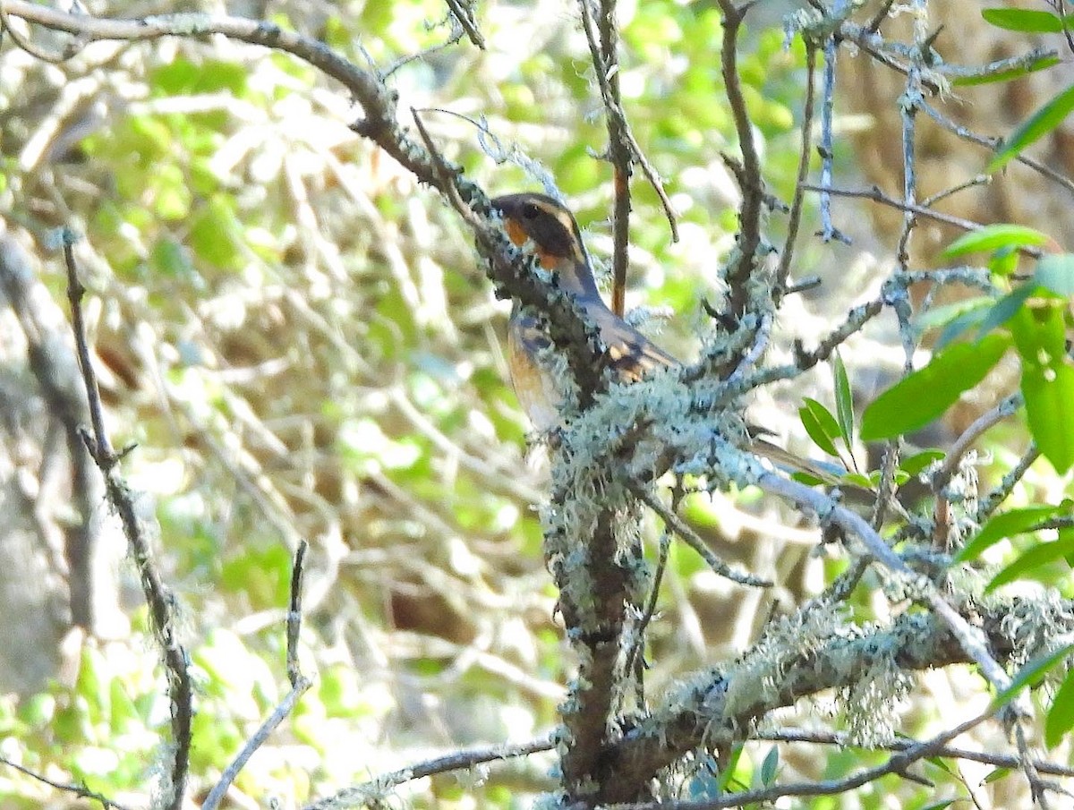 Varied Thrush - ML533093071