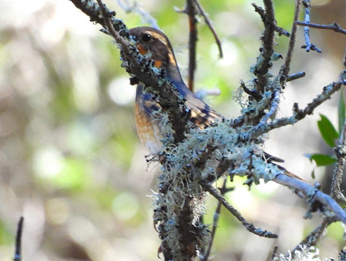 Varied Thrush - ML533093081