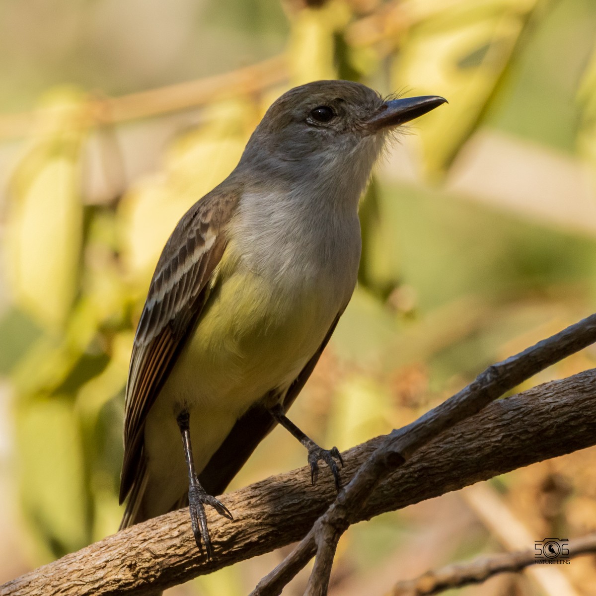 Brown-crested Flycatcher - ML533093321