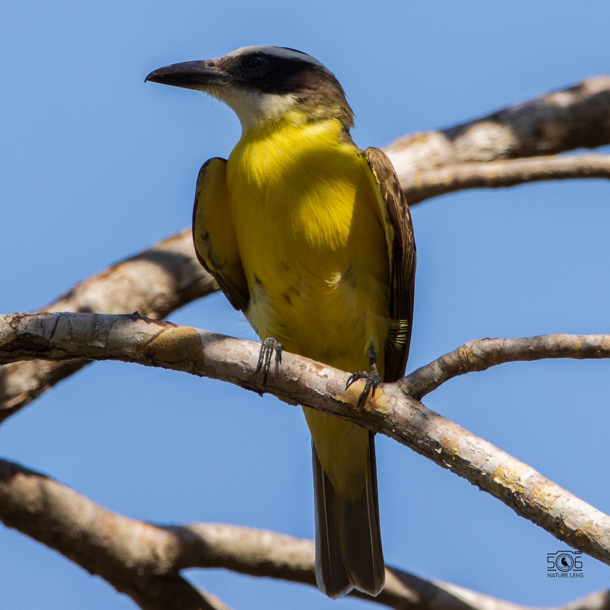 Boat-billed Flycatcher - Juan Manuel Millán Granados