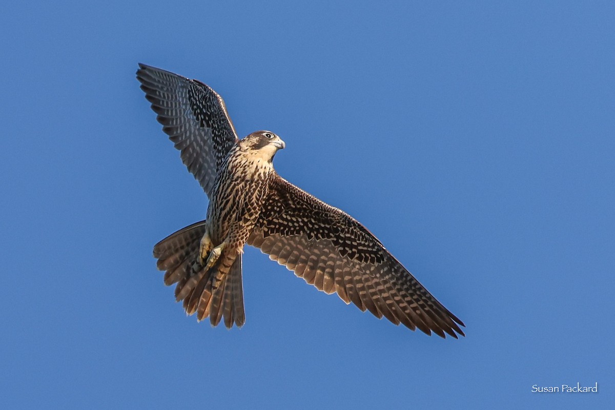 Peregrine Falcon - Susan Packard