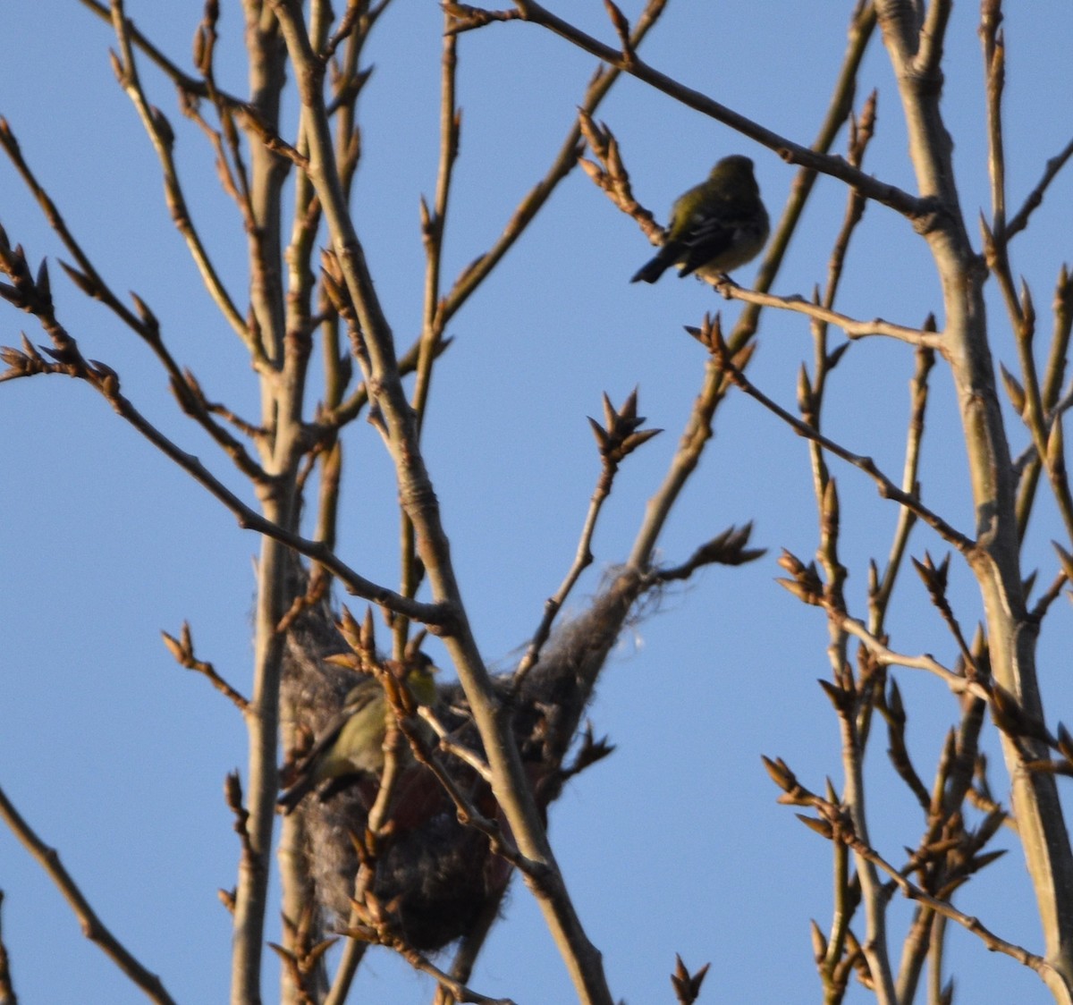 Lesser Goldfinch - ML533095241