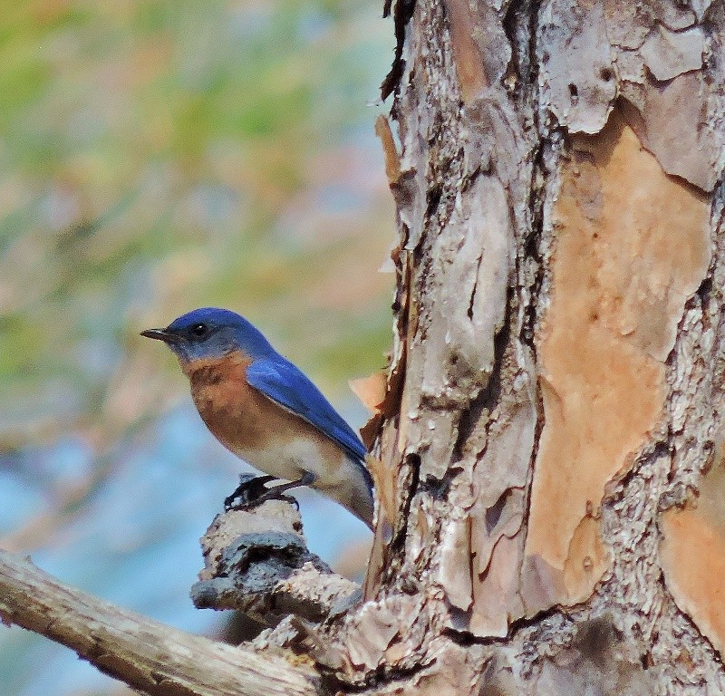 Eastern Bluebird - Sharon Wilcox