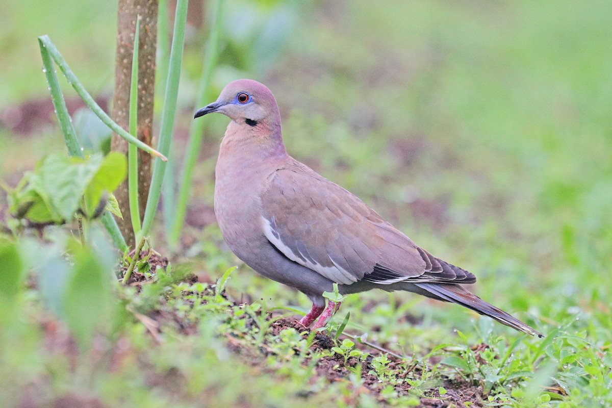 White-winged Dove - ML533096341