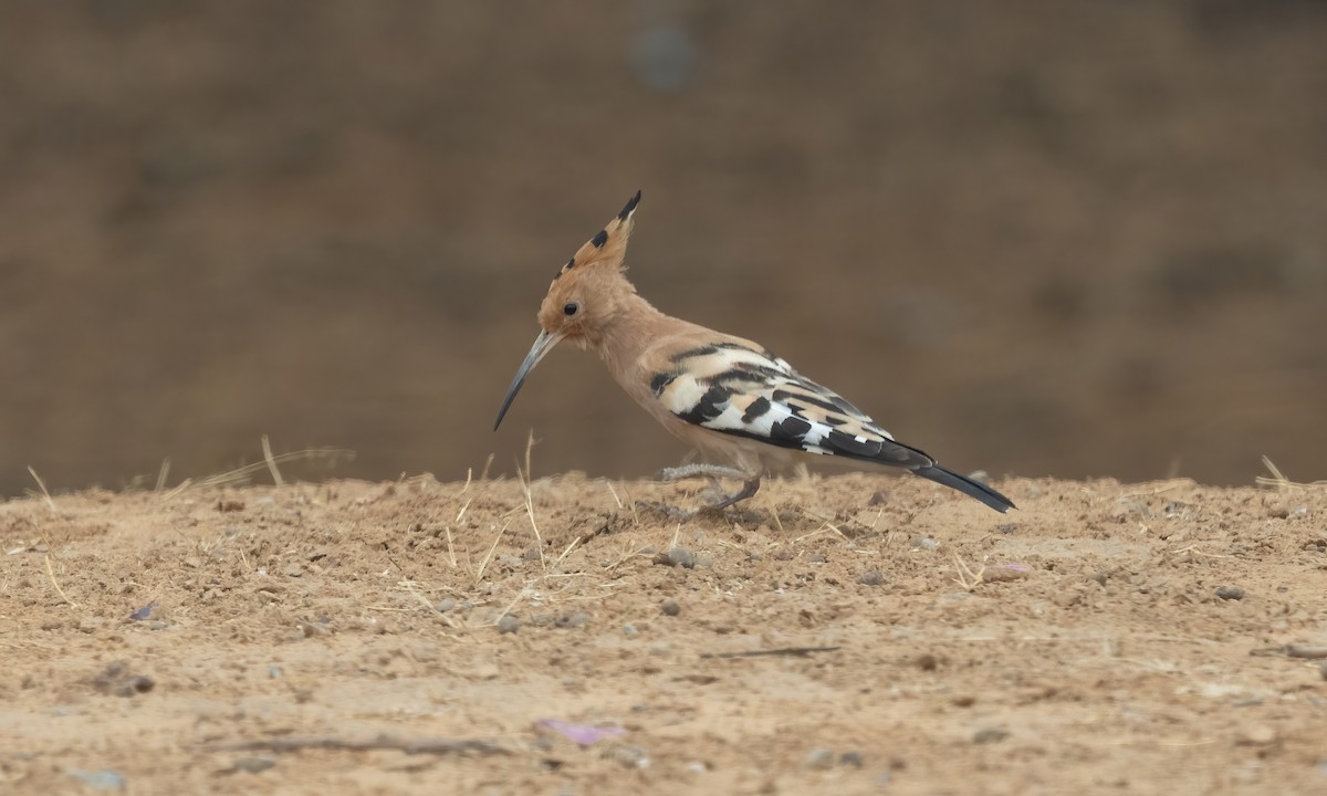 Eurasian Hoopoe (Central African) - Paul Fenwick