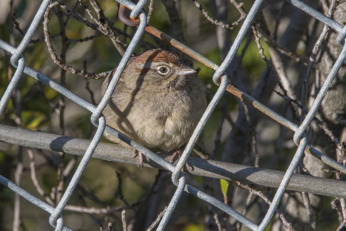 Rufous-crowned Sparrow - ML533096651