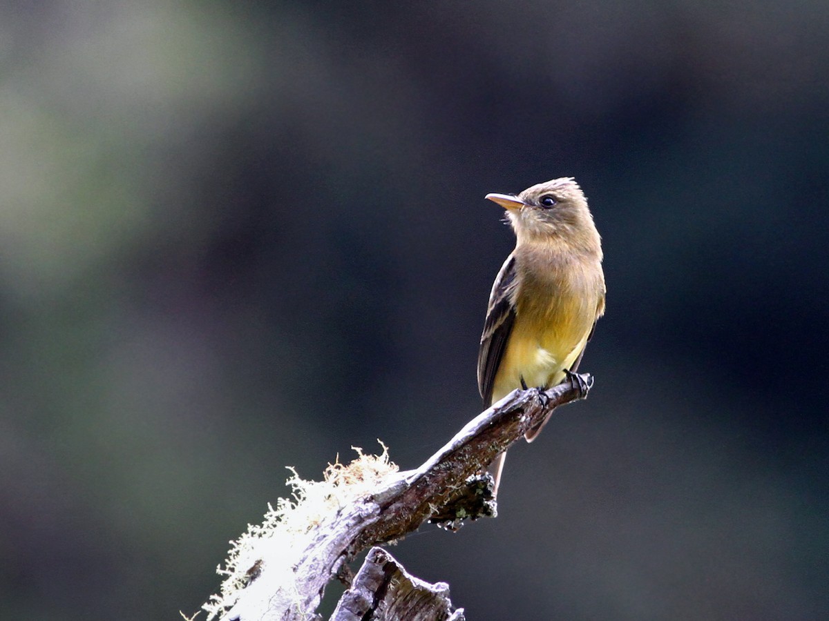 Ochraceous Pewee - Andrew Spencer