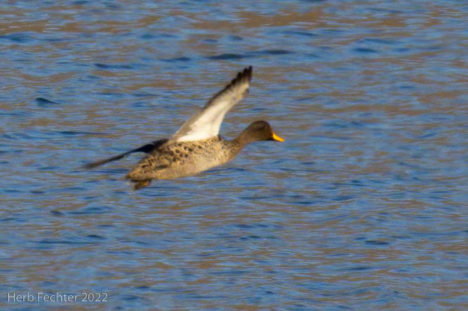 Yellow-billed Duck - ML533098701